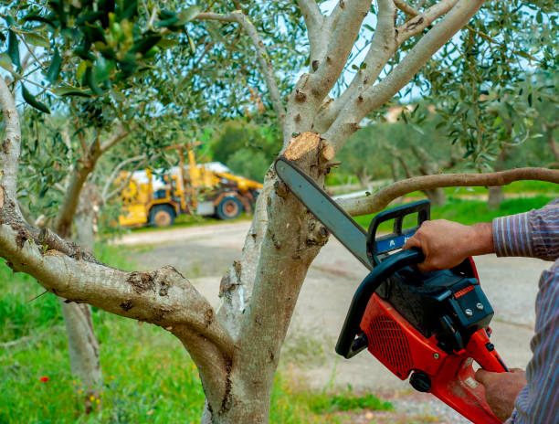 Tree Health Inspection in Gibson, AR